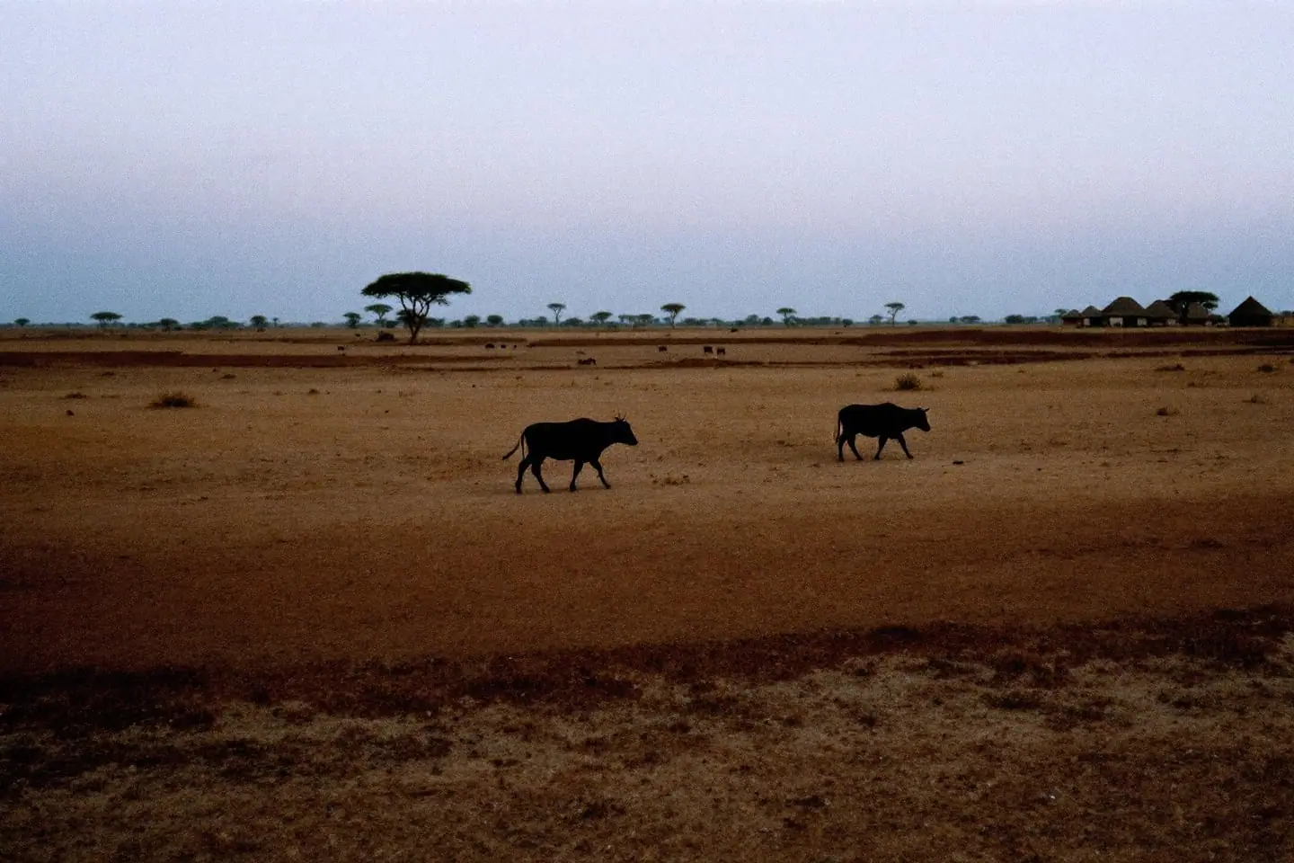 Cattle walking along the edge of farmed fields on a dry plain at dusk, with thatched houses far off.